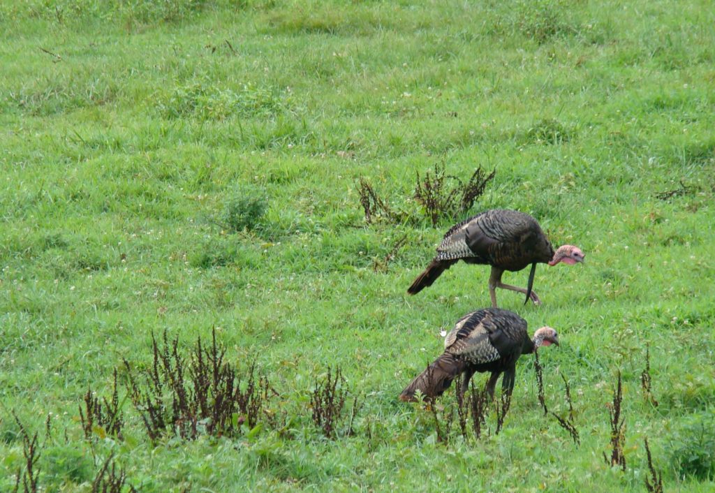 cadescove turkey